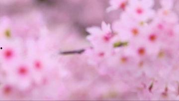 桃花视频网站免费下载,轻松获取海量资源